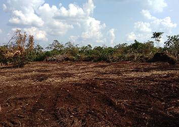 Land Clearing